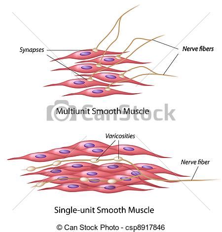 Cardiac muscle vector illustration diagram, anatomical scheme with human heart. Clip Art Vector of Smooth muscle innervation - Multiunit ...