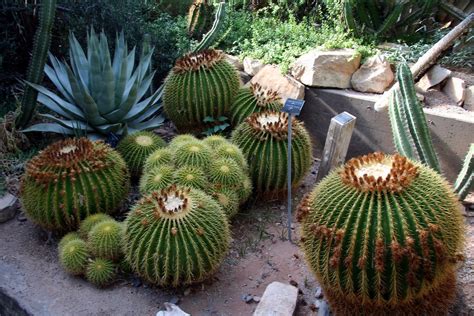 Living Desert Zoo And Gardens State Park Visit Carlsbad New Mexico