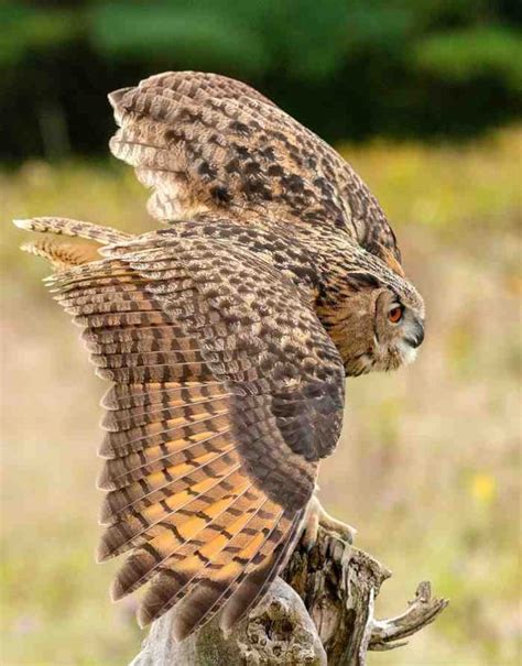 Great Horned Owl Interesting Facts 15 Cool Facts About Great Hoot
