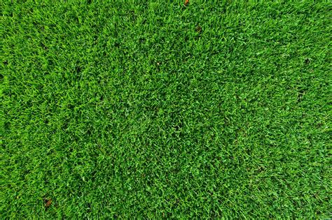 Free Picture Leaf Grass Lawn Green Grass Green Pattern Plant