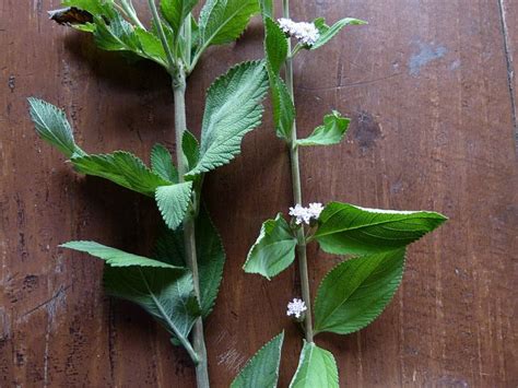 Lippia Alba Introduced Eflora Of India