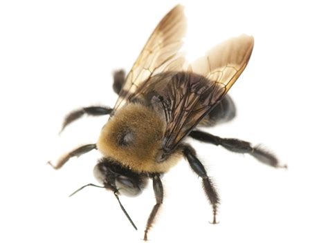 How To Get Rid Of Carpenter Bees Stings And Information
