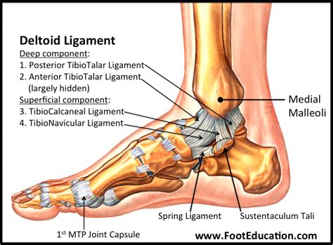 The ankle includes three joints: Ankle sprains: what are they and how do you treat them ...