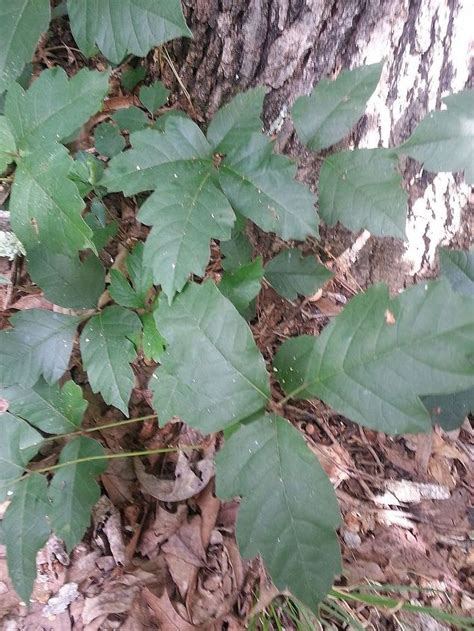 Poison Ivy Poison Oak And Virginia Creeper Hometalk