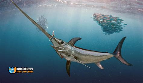 Xiphias Gladius Swordfish The Most Famous Red Sea Fishes