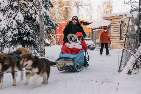 Fairbanks Dog Sledding Adventure Tour With Transportation Getyourguide