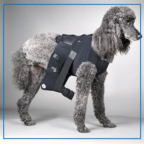 Canine Rehab On Demand Store