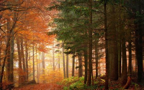 Hd Wallpaper Autumn Color Fall Forests Landscapes Leaves Nature