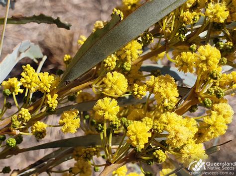 Acacia Harpophylla Brigalow Plant Profiles Queensland Native Seeds