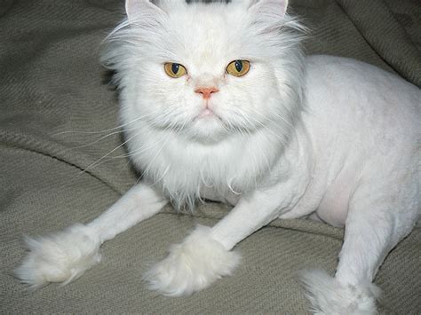 My experience giving my two persian cats a lion cut. 60 best images about Cat grooming on Pinterest | Persian ...