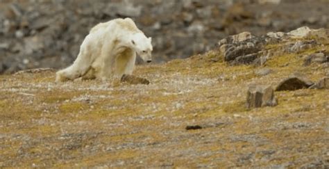 Heartbreaking Video Shows Starving Polar Bear In Iceless Canadian North