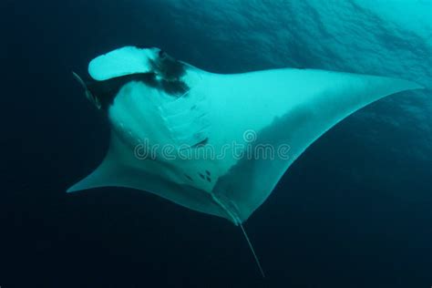 Pink Manta Ray Stock Photos Free And Royalty Free Stock Photos From