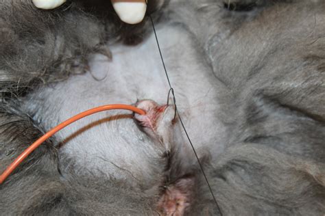 Of a cat' given birth to her mucus plug. Urinary Catheter Placement for Feline Urethral Obstruction ...