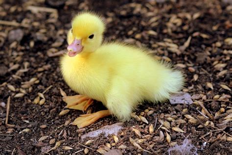 Do Ducks And Dogs Get Along