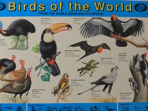 World Book Encyclopedia Birds Of The World Educational Poster 1990
