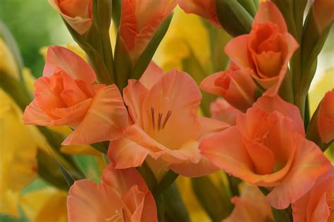 August Birth Flower Unveiling The Meaning And Significance Of Gladiolus