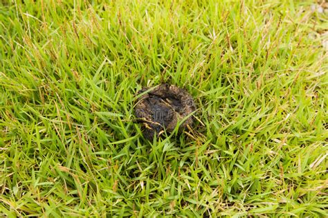 Dog Feces Stock Photo Image Of Pasture Dirty Dirt 42961646
