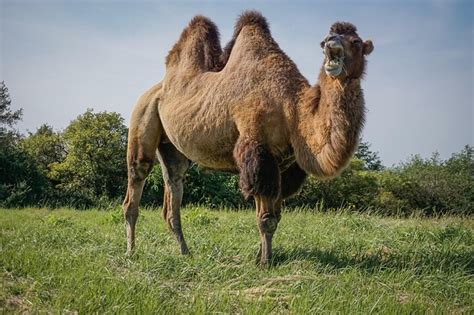 Camel Vs Dromedary What Is The Difference Animal Hype