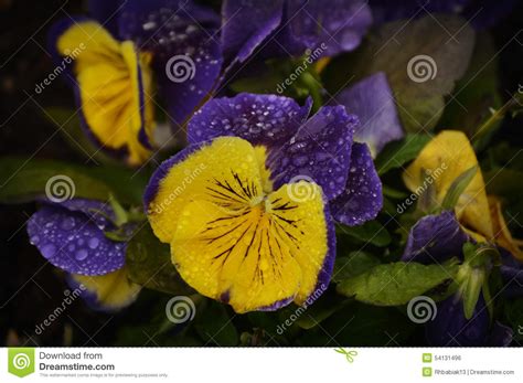 Purple And Yellow Pansies Raindrops Stock Photo Image Of Greeting