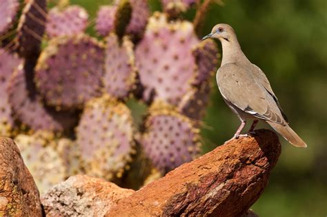 Discover The Desert Birds Of The Southwest Birds And Blooms