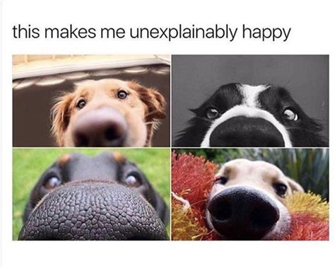 Funny Animal Memes That Will Make You Laugh 16