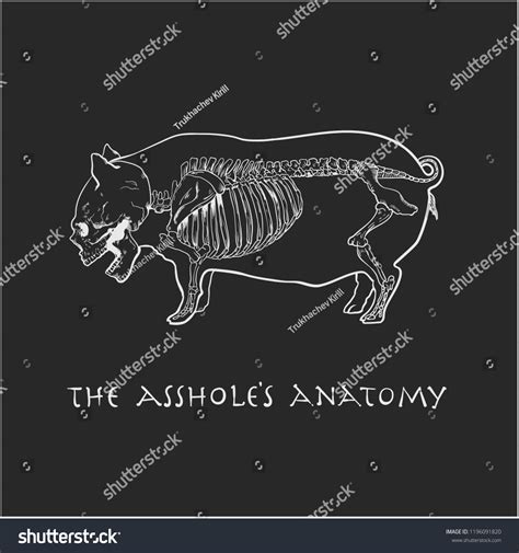 assholes anatomy stock vector royalty free 1196091820 shutterstock