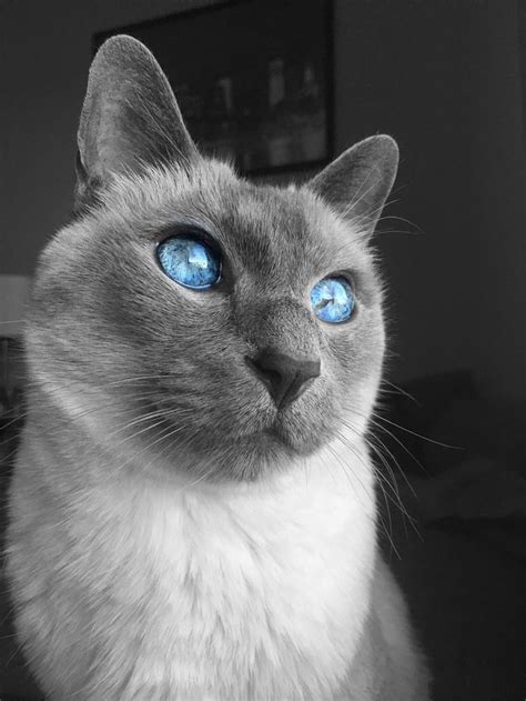 Exclusively traditional applehead siamese (seal, chocolate, blue, lilac). useful infant siamese cats blue point exceptional ...