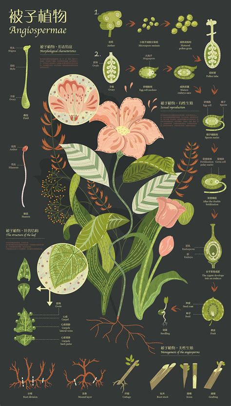 Botanical Infographics By Biqi Zhang Infographic Design Trends