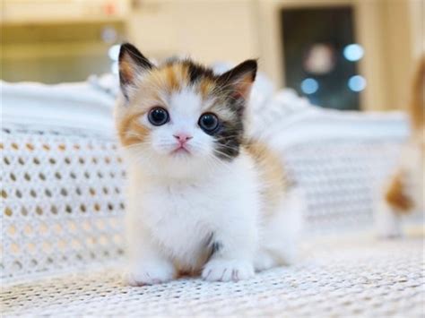 Munchkin Kitten For Sale Pets Los Angeles Ca