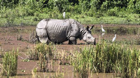 Rhinoceros Assam Population Of One Horned Rhinoceros Rises By 200 In