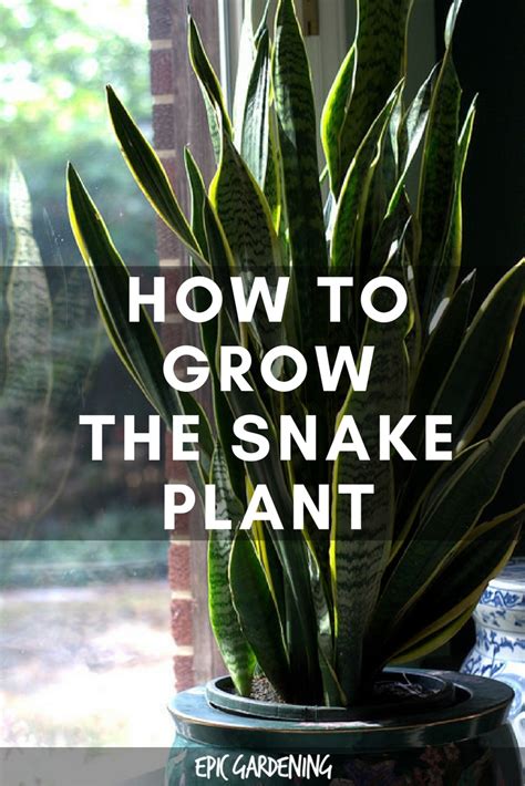 They are well suited for offices, or areas with only fluorescent light, or even a a common occurrence with other plants in this family (less so with rattlesnake calathea plants) is for the tips or edges of the leaves to turn brown. Snake Plant Care - Growing The "Mother In Law's Tongue"