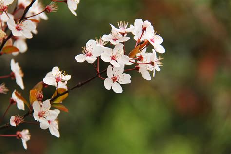 Free Images Nature Branch Flower Petal Bloom Travel Spring