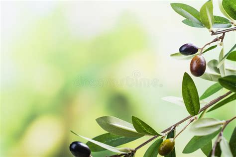 Green Olive Tree Branch Stock Image Image Of Olive 123447555
