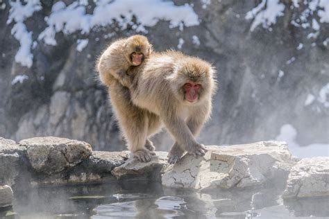 View Delightful Japanese Snow Monkeys Photos Cnn