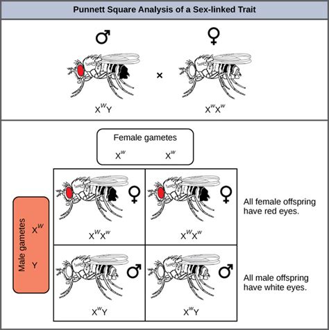 Linkage And Recombination Part Sex Linkage In Drosophila Linked Gene Synthetic Gene