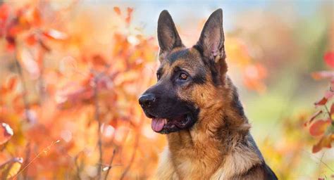 Black german shepherd dogs have a striking look. German Shepherd Temperament - Great Guard Dog or Perfect Pet?