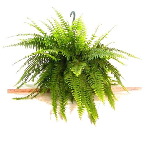 Faux boston fern hanging basket. 10 IN Hanging Basket Fern | Hanging ferns, Plants, Fern plant