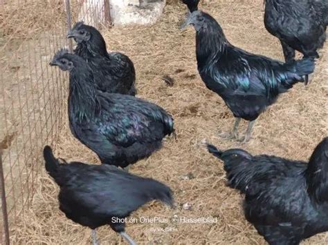 Pure Black Kadaknath Chicken For Meat Very Low At Rs 700kg In Bengaluru