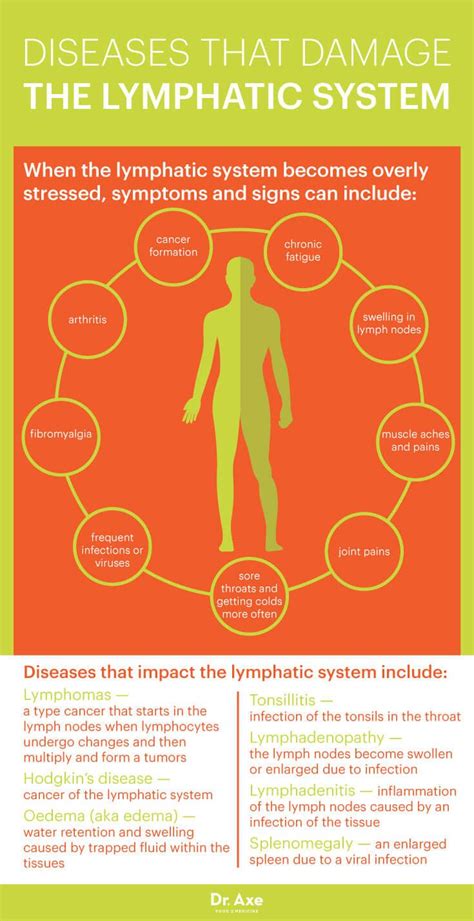 Lymphatic System How To Make It Strong And Effective Dr Axe