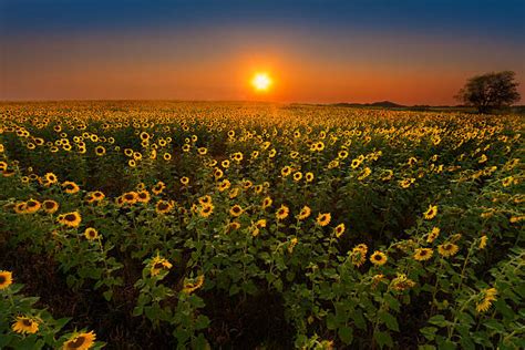 Kansas Sunflower Field Stock Photos Pictures And Royalty Free Images