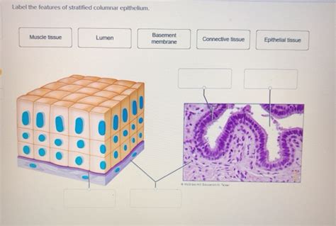 Simple Columnar Epithelium A Labeled Diagram And Functions