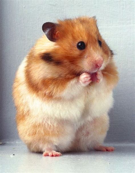 A 30 Cute And Adorable Hamster Photography Collection Animal Fluffy