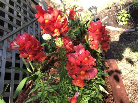 How To Grow And Care For Snapdragon Flowers Antirrhinum Majus