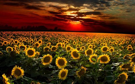 Sunflower Sunset Wallpaper 23724 Baltana