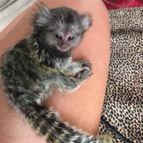 You can hire a specialized monkey trainer, although particular trainers use. Cute babies pygmy marmoset Capuchin monkeys for sale
