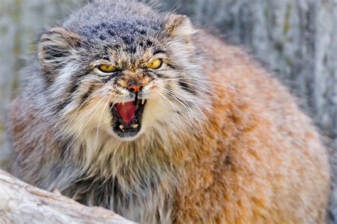 Meet Manul The Grumpiest Most Awesome Wild Cat Ever Myths And