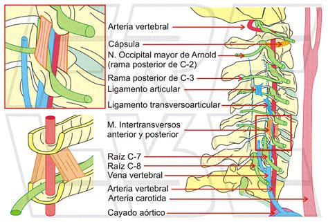 Fisiohipótesis Anatomía De La Columna Cervical