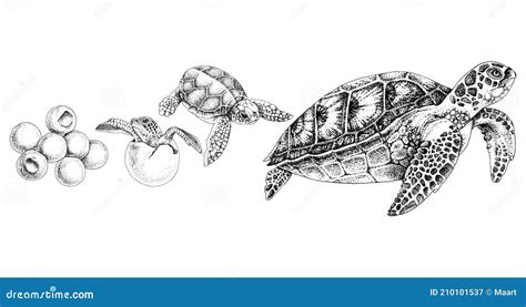 Hand Drawn Sea Turtle Life Cycle Stock Vector Illustration Of Turtle