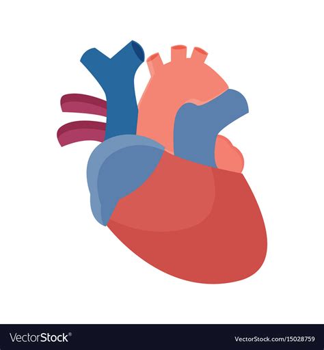 Anatomical Heart Flat Graphic Royalty Free Vector Image