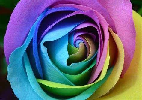 So this is the place where you can find the biggest and the best rose wallpaper backgrounds in high quality. 4K Rose Wallpapers - Top Free 4K Rose Backgrounds ...